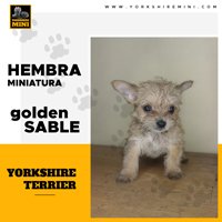 Yorkshire Terrier Hembra Mini Golden Sable - 2 Meses
