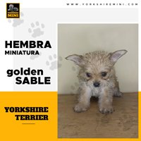 Yorkshire Terrier Hembra Mini Golden Sable - 2 Meses