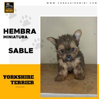 Yorkshire Terrier Hembra Mini Sable - 2 Meses